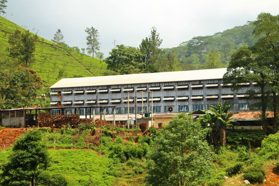 Duckwari Tea Factory tour near Rangala House
